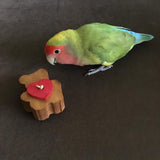 A lovebird with a teddy bear shaped foot toy