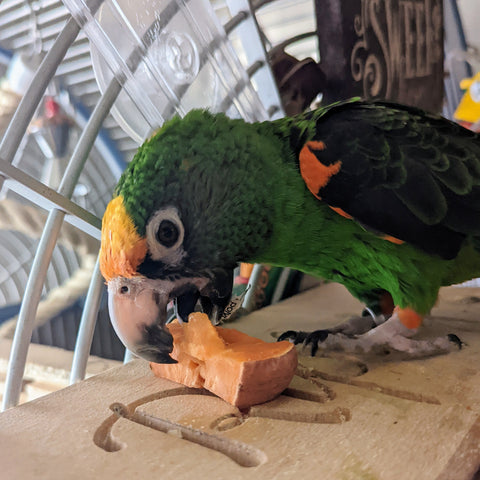 A Jardine's parrot eating a piece of lightly cooked sweet potato with the skin still on.