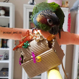 A blue throated conure with a paper treasure chest bird toy
