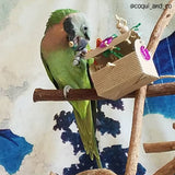 A moustache parakeet with a paper treasure chest bird toy