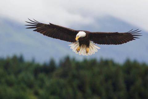 Bald Eagle Tours for Women