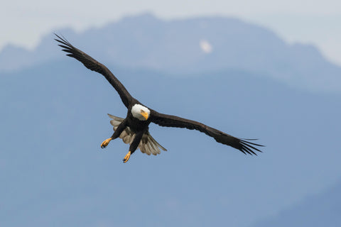 Bald Eagle Flying with Mountains in Background