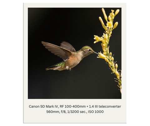 No Flash with Hummingbird Photography Example