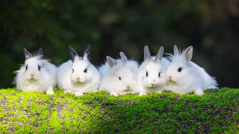Rabbit family - Rabbits breed fast
