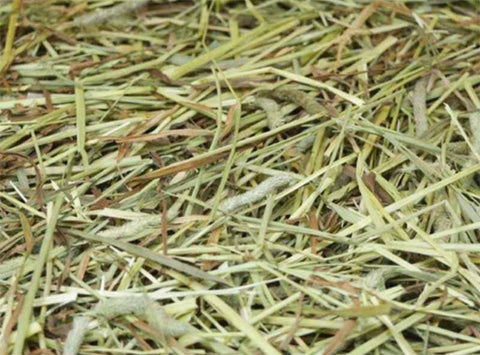 Timothy Hay, a type of Grass Hay