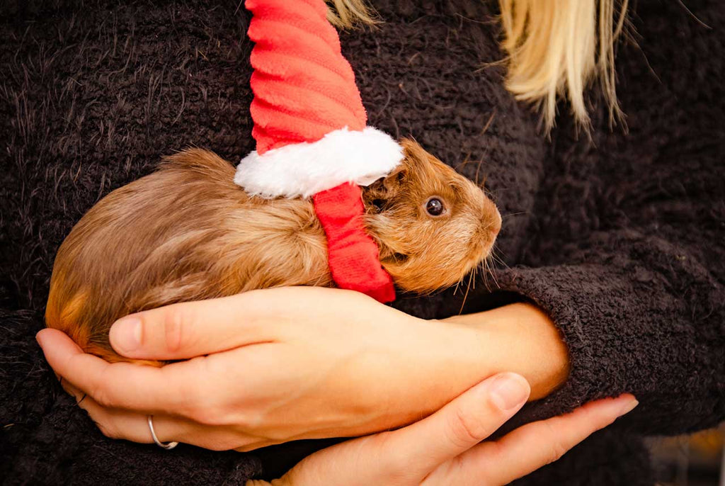 xmas piggie