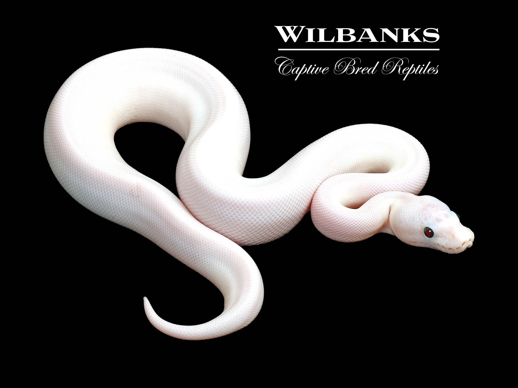 Super Fire Ball Python ♀ '25