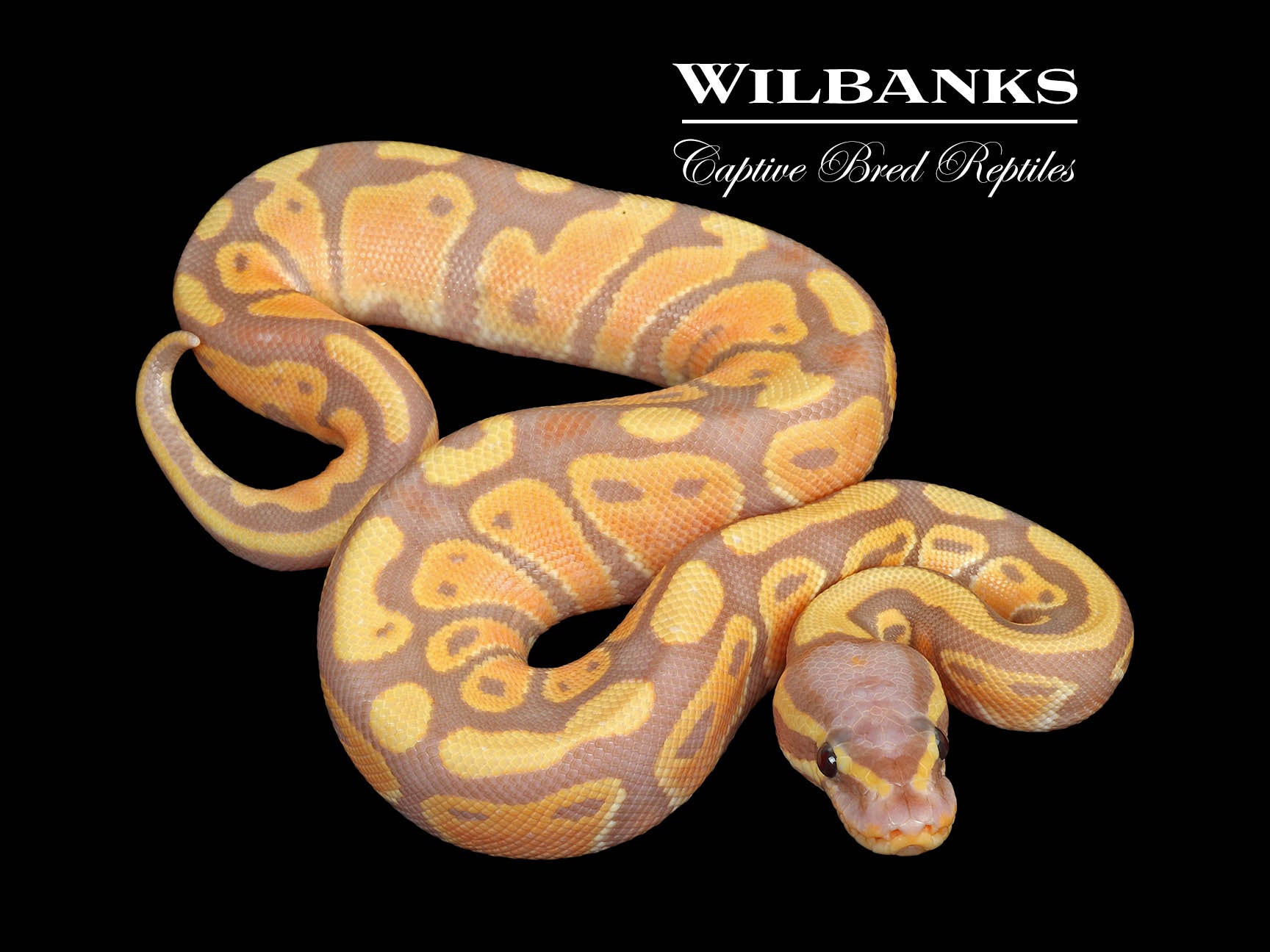Banana 100% Het. Pied Ball Python ♂ '25