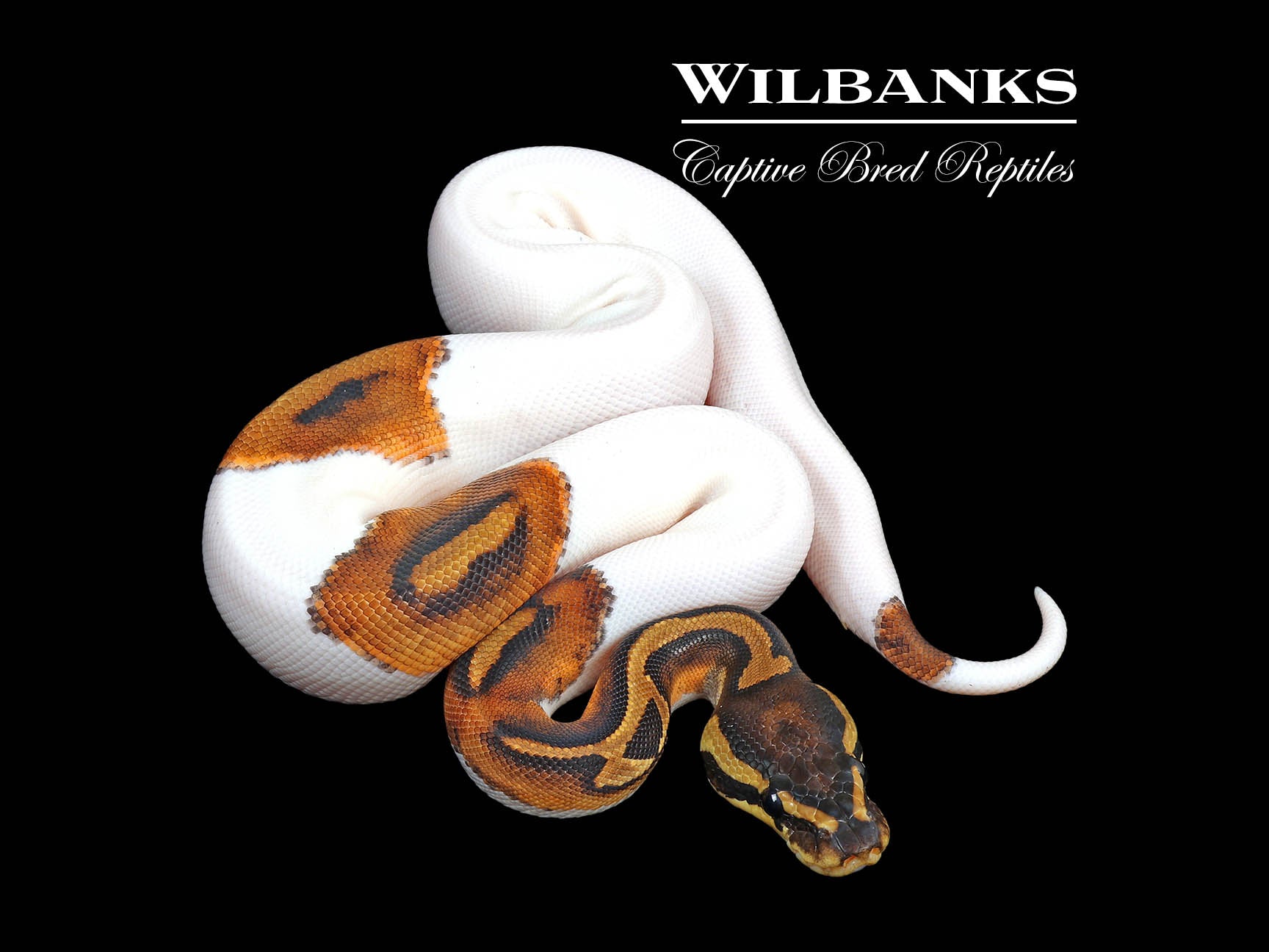 Pied Ball Python ♀ '24