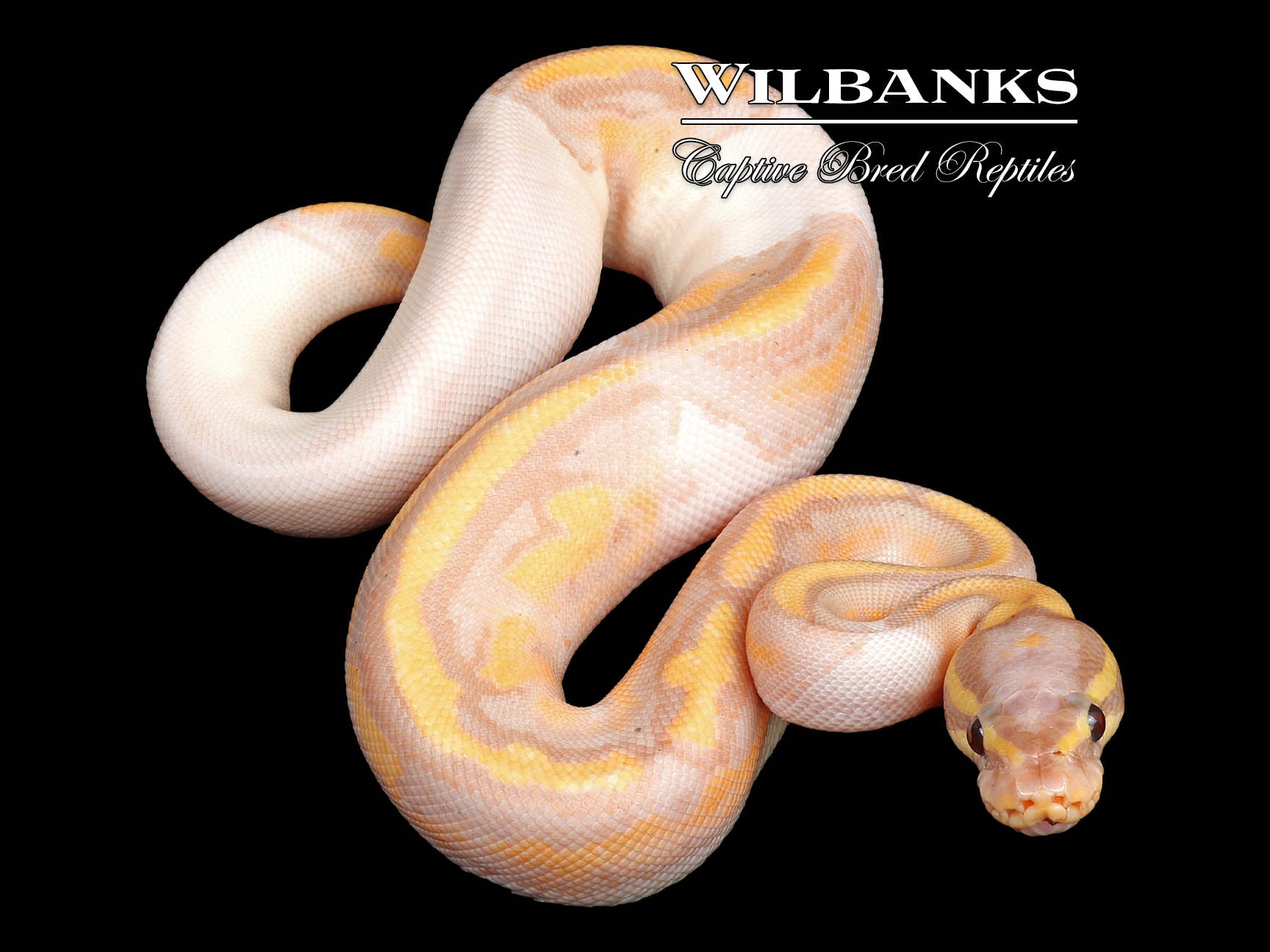 Banana Pied Ball Python ♀ '24