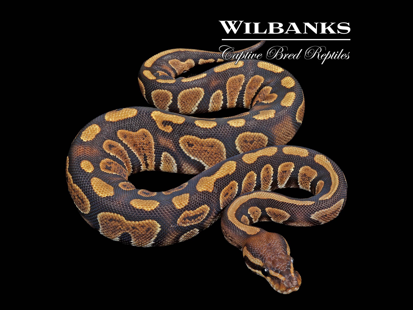 Stranger 100% Het. Orange Crush Ball Python ♀ '24