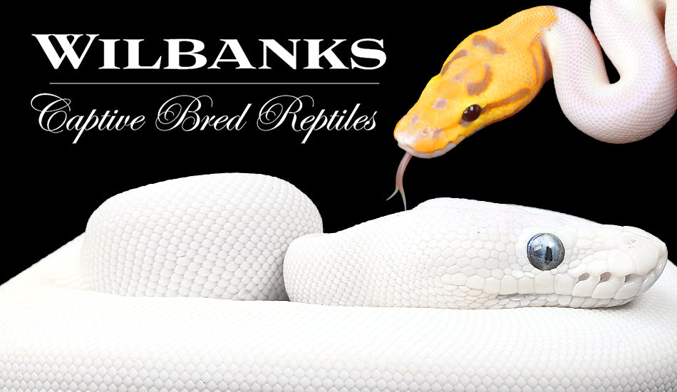 Snake Hook 18- Reptile Basics Inc