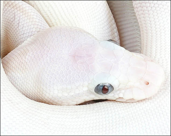 The-Perfect-Pet-Exploring-the-Charms-of-Ball-Pythons