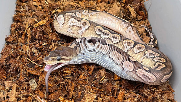Dealing with Feeding Problems in Ball Pythons: A Comprehensive