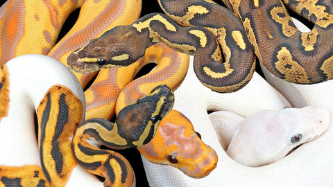 The-Captivatin-World-of-Ball-Pythons-with-Wilbanks-Reptiles