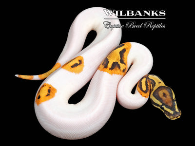 Fire Bee Ball Python ♀ '23 – Wilbanks Captive Bred Reptiles