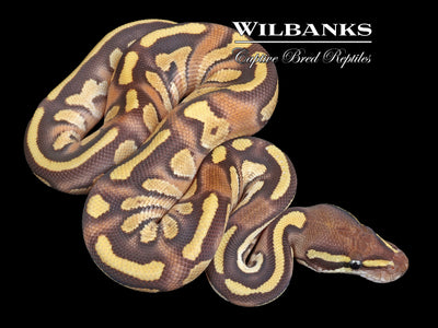 nuclear spinner ball python