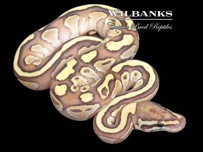 nuclear spinner ball python