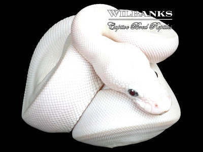 Barnlig profil Perversion Blue Eyed Leucistic (Lucy) (Mojave Butter) Ball Python ♀ '23 – Wilbanks  Captive Bred Reptiles