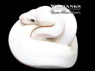 butter bee ball python