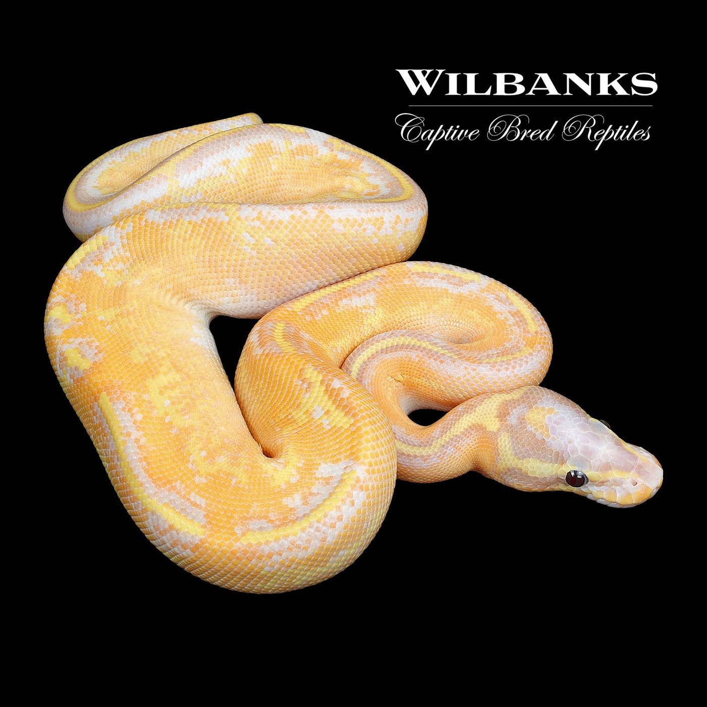 fire ball python