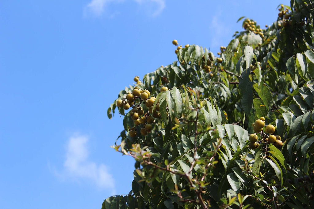 Sapindus Mukorossi kaldet sæbetræet med sæbebær der vokser på sæbe træet