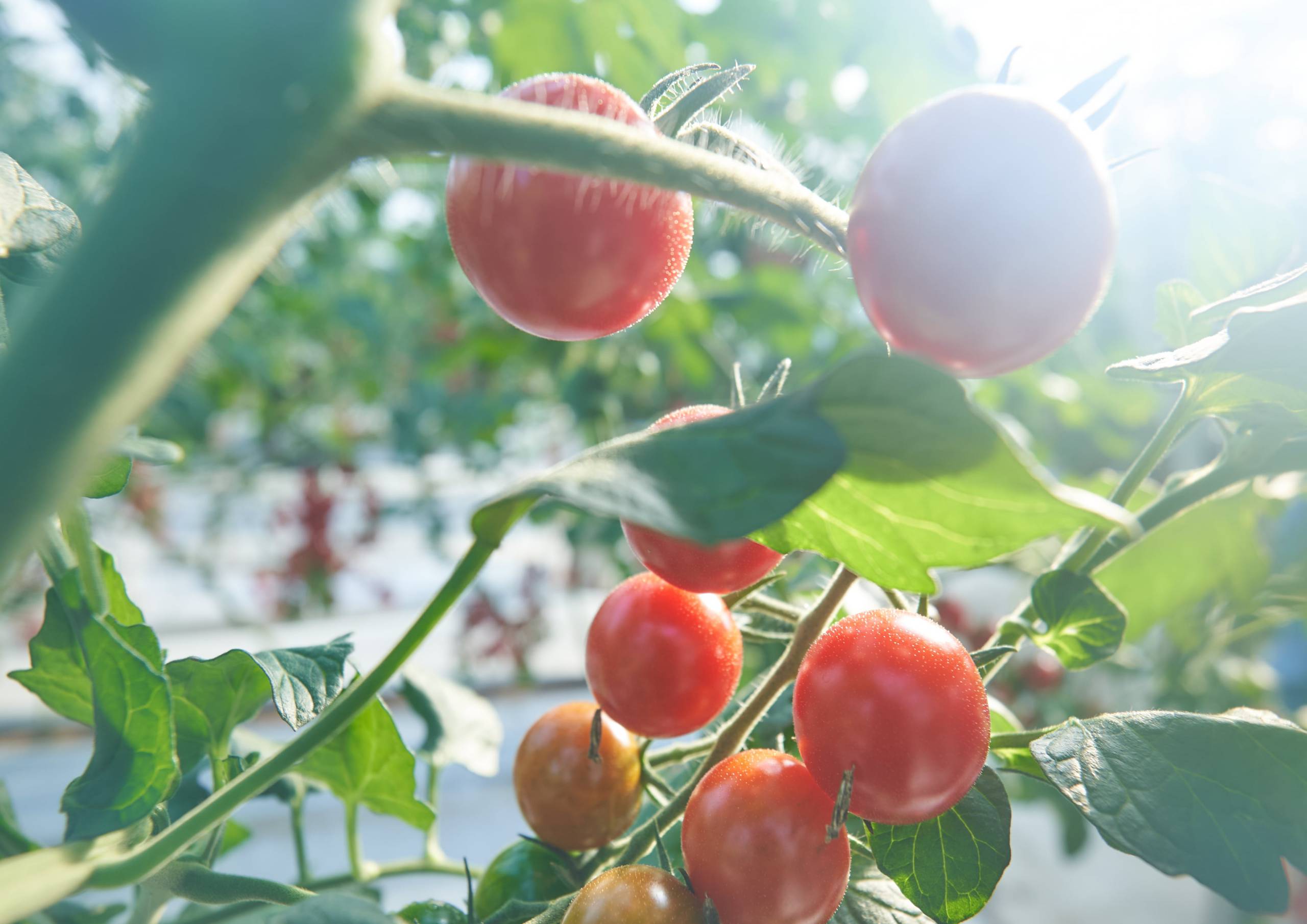 太陽を浴びるフルーツミニトマト