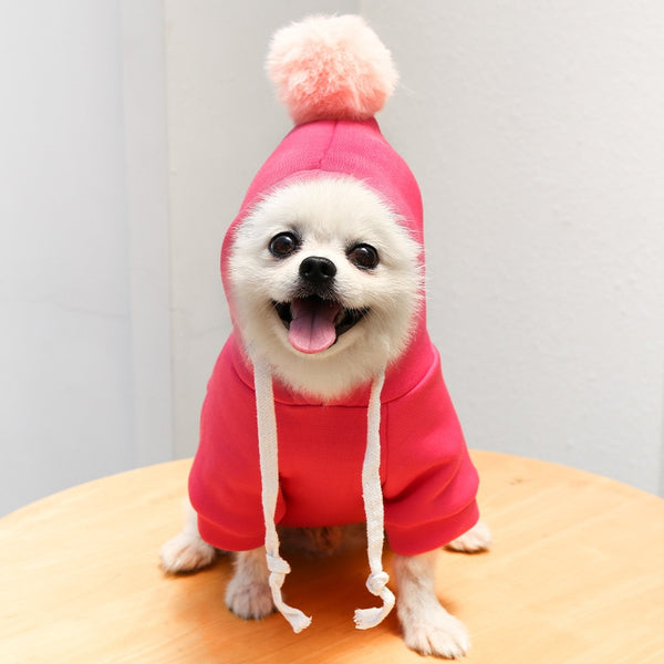 clothes for dogs in winter