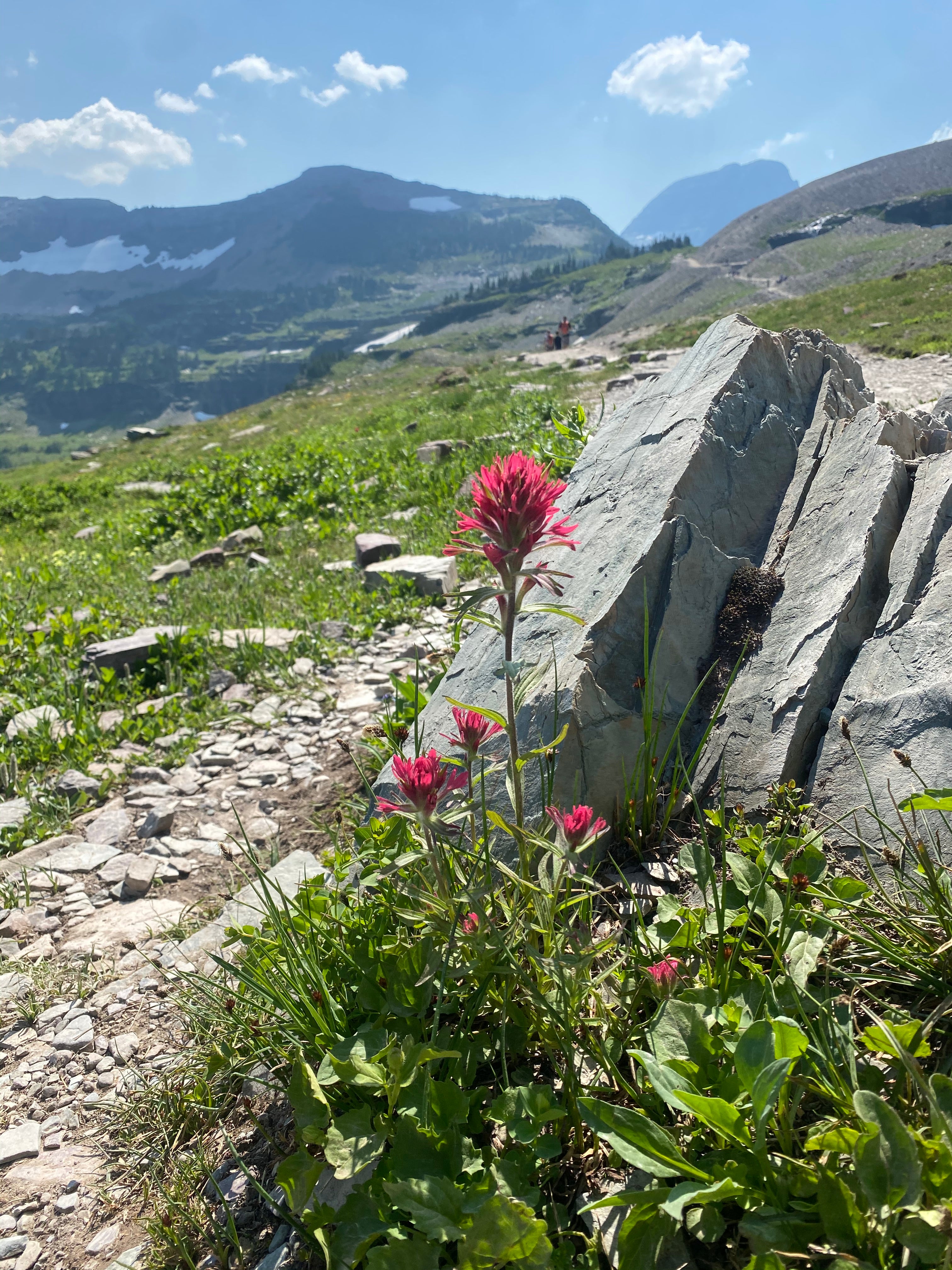 Colorful wildflowers blooming in Glacier National Park