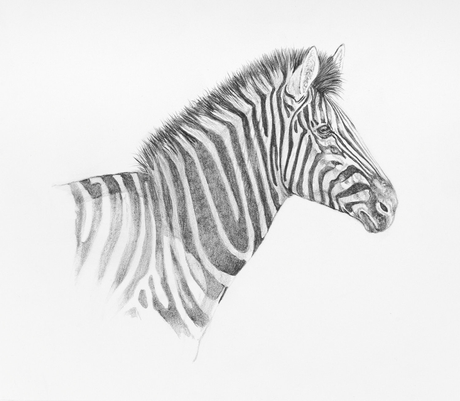 Pencil Drawings – Kim Thompson Wildlife Art & Illustration