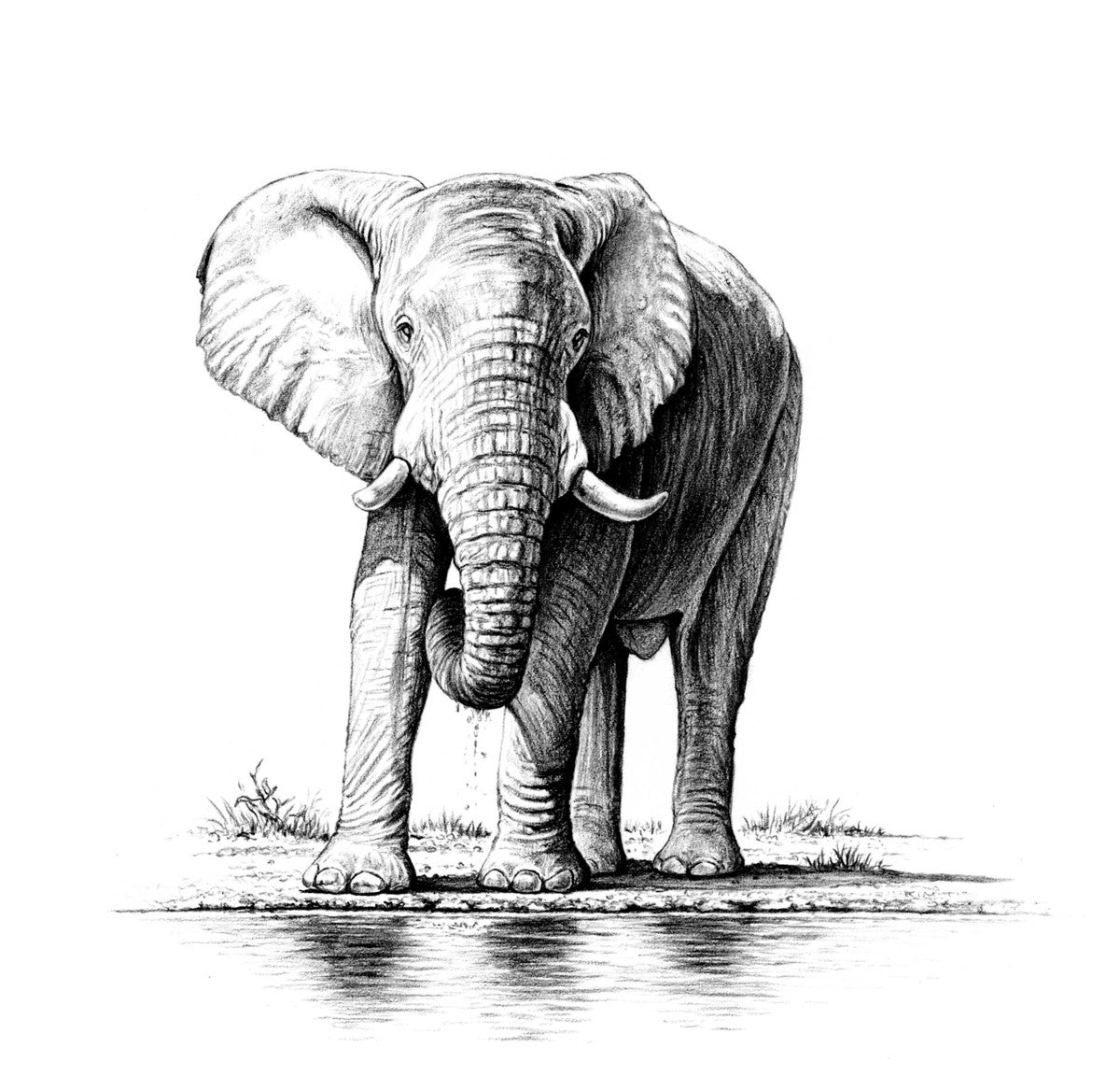 Слон набросок