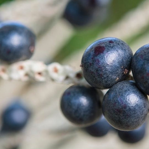 Acai Berries Benefits