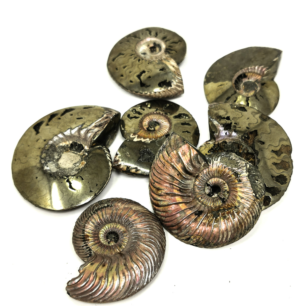 Pyritized Ammonite - Fossil