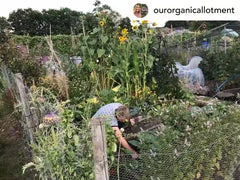 Top Organic Gardening Tips with Our Organic Allotment