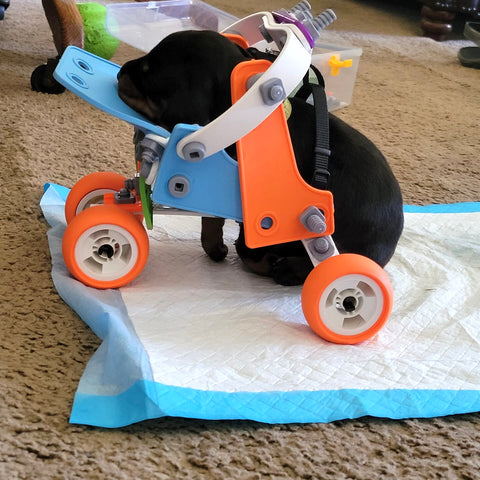 Doberman Pinscher puppy, paralyzed puppy, puppy wheelchair, Briana Fitzpaick