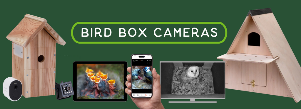 bird box cameras