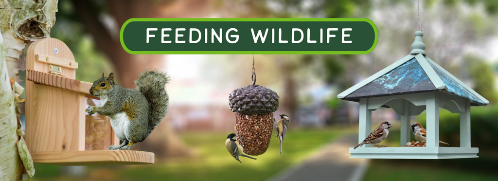 Feeding Wildlife