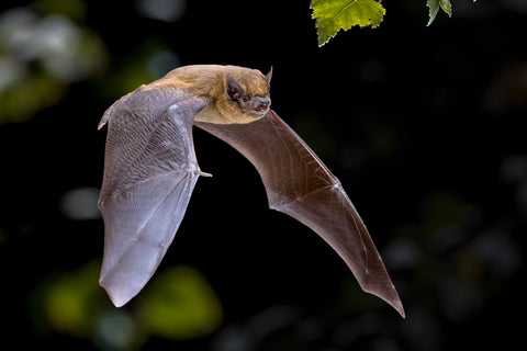 bat boxes