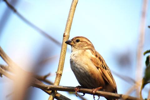 nest box camera