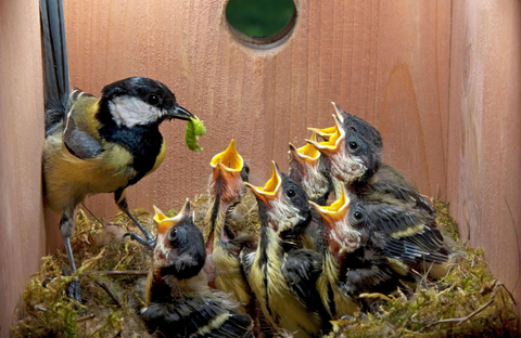 nest box camera