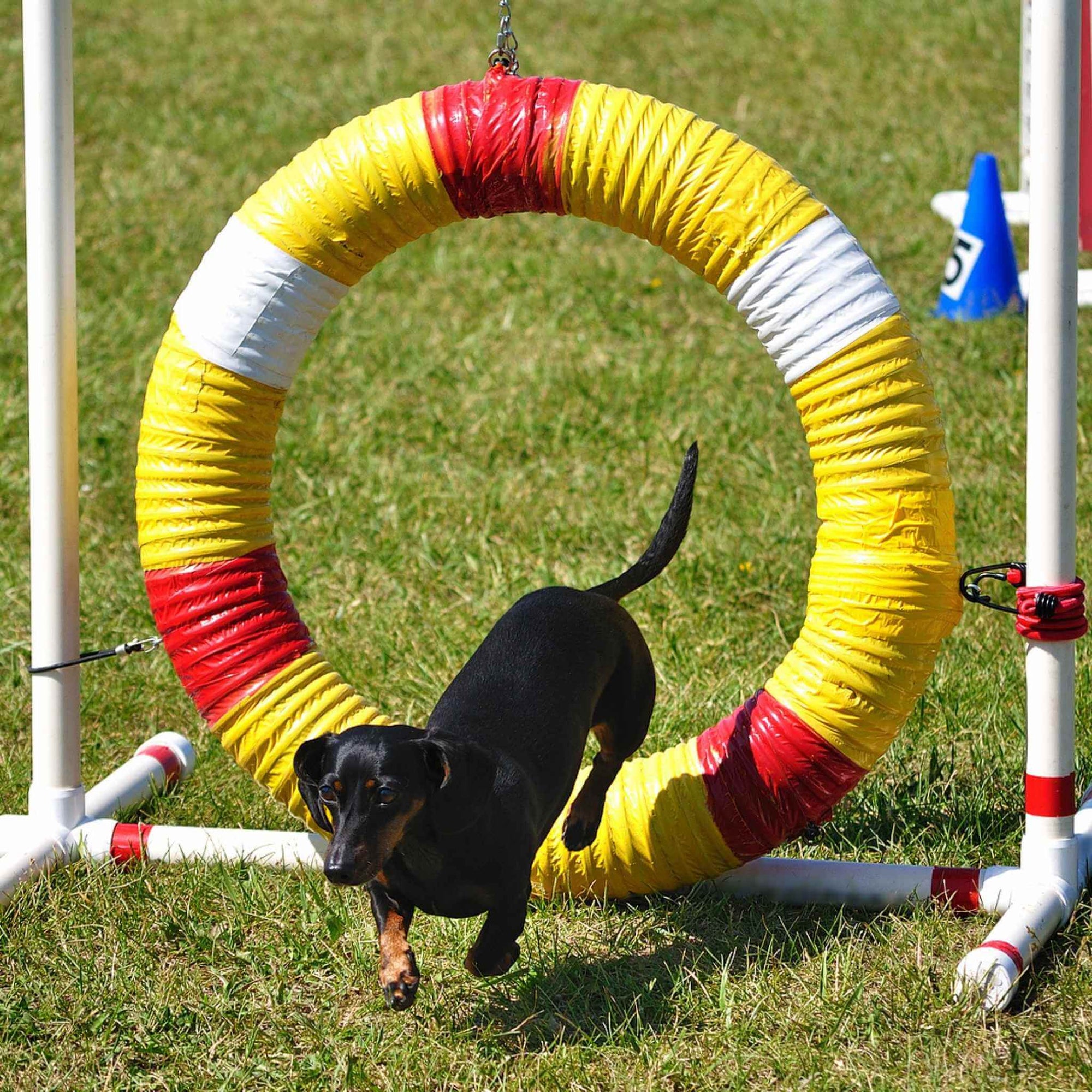 Small dog clothes, small dog harnesses, small dog carriers.