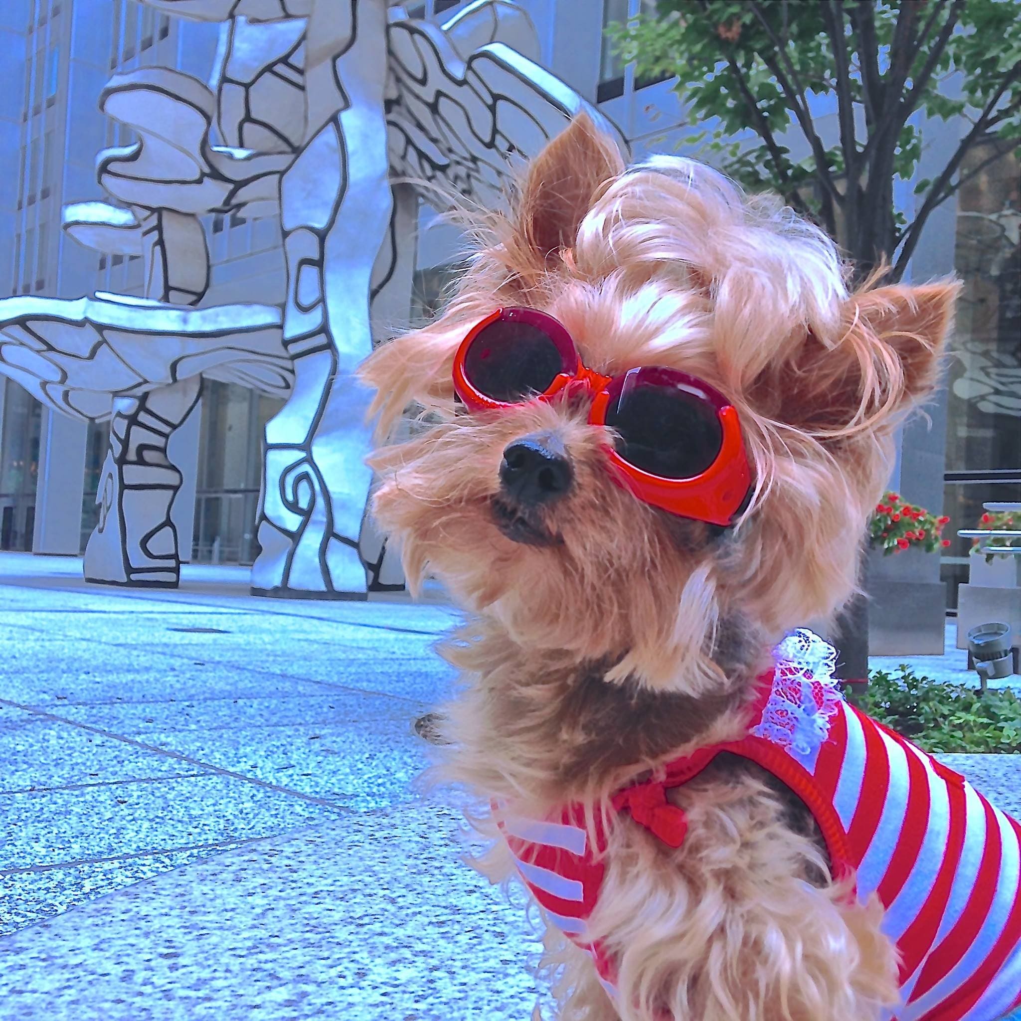 10 Fun Facts about Roxie, a Yorkie and star of â€œRoxie in the City.â€