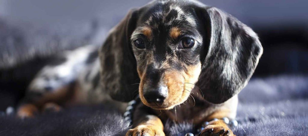 are dachshunds good lap dogs