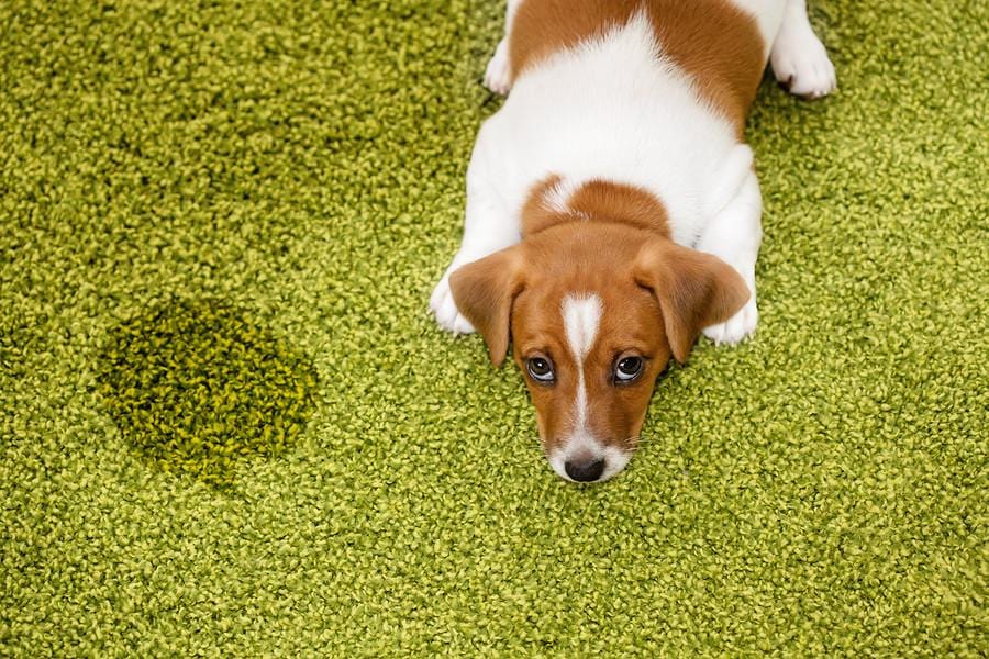 A Homemade Mixture For Cleaning Dog Pee Out Of Your Carpet