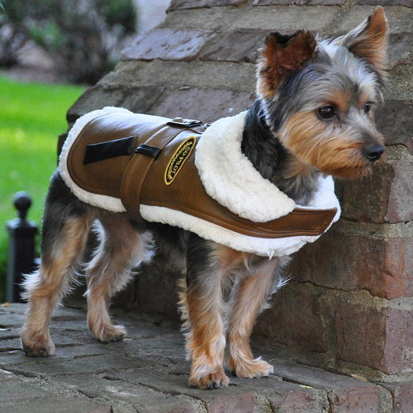 Winter Coats for Small Dogs | DinkyDogClub