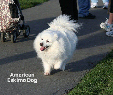 American Eskimo Dog