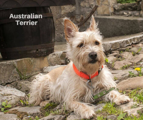 Australian Terrier