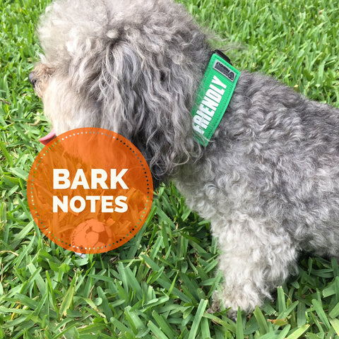 Bark Notes Friendly