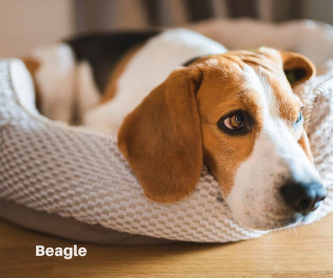 Beagle