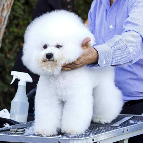 Bichon Frise